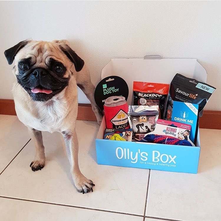 dog toy box australia